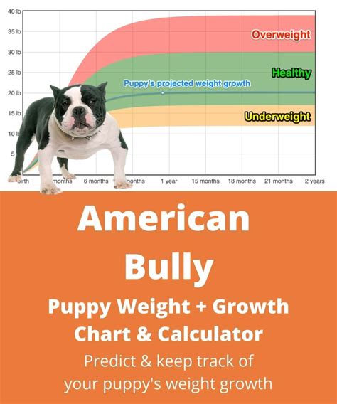 american bully puppy weight chart|how much does an xl bully weigh.